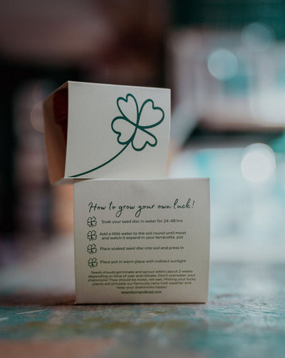 Grow Your Own Lucky Shamrocks Kit